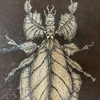 Stick Insect