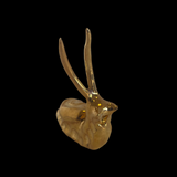 Snails