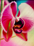 Orchid